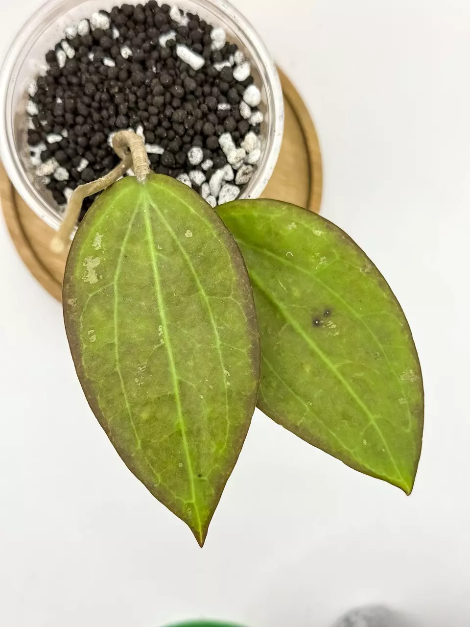 plant/119. AH Tiger Eye (lightly rooted)-0