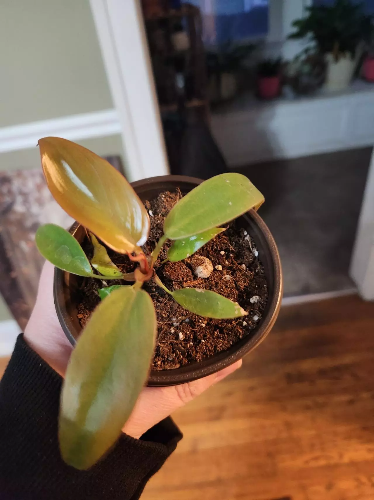 plant/Philo florida bronze-0