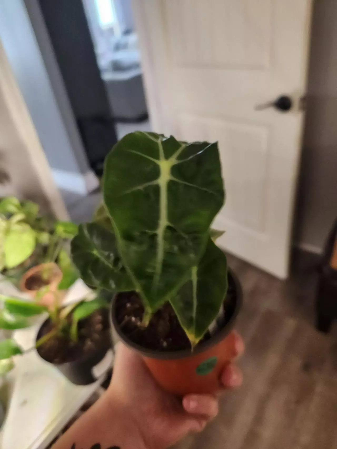 plant/Alocasia polly-0