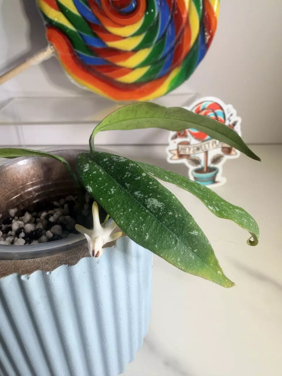 plant/Hoya Multiflora splash-1