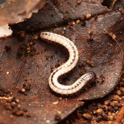 plant/Spirobollelus immigrans, Maui Skunk Stripe Millipede, 6ct (46% OFF)-0-thumbnail