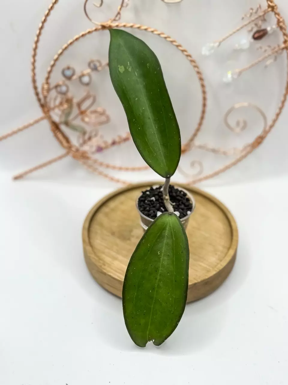 plant/123. Black Baabel (lightly rooted)-0