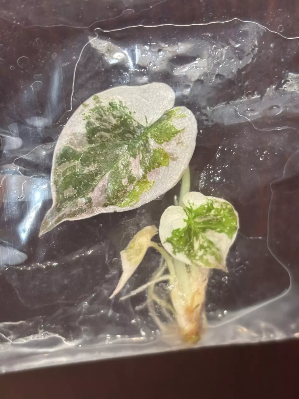 plant/True pink cuprea albo tissue culture growers choice-2