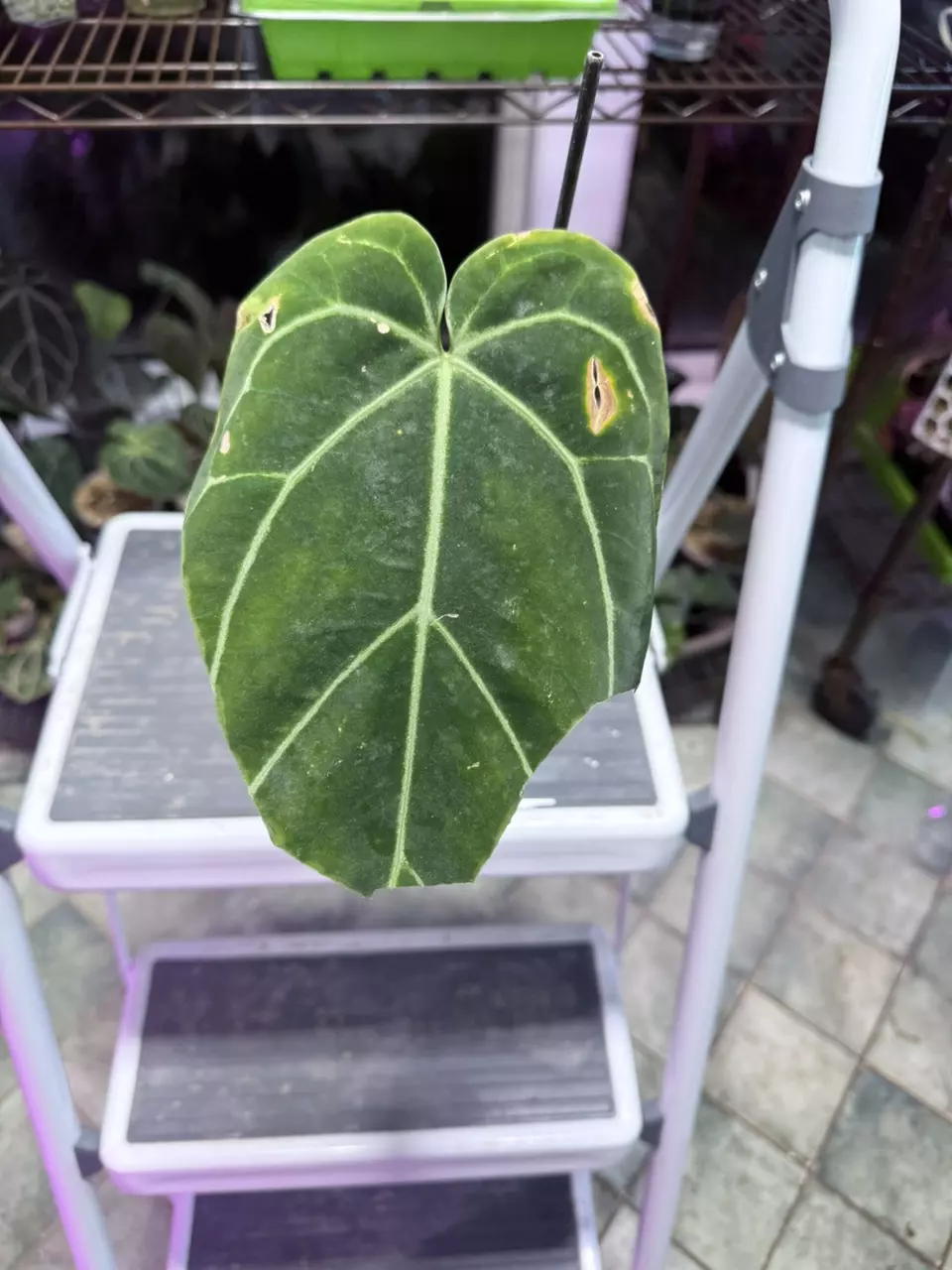 plant/Black widow 43 x 13 with doc block tags- 001-0