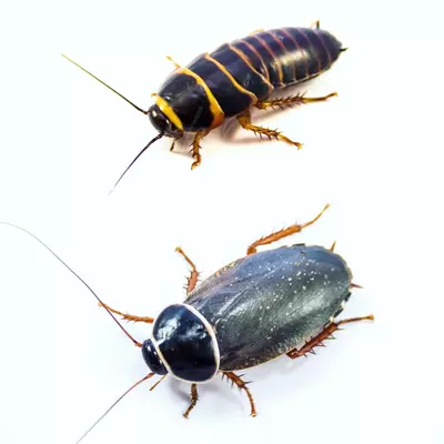 plant/Simandoa conserfarium, Extinct Roach, 10ct (36% OFF)-0-thumbnail