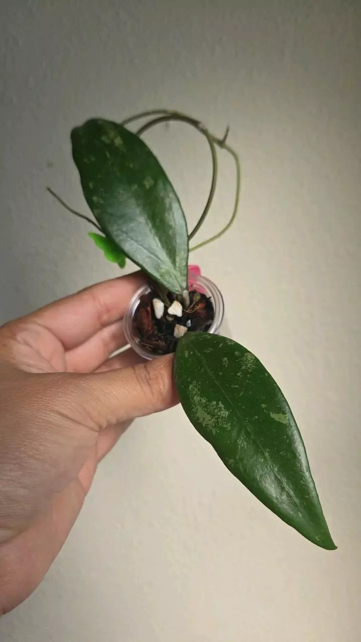 plant/Hoya cv Hugo #2342-0