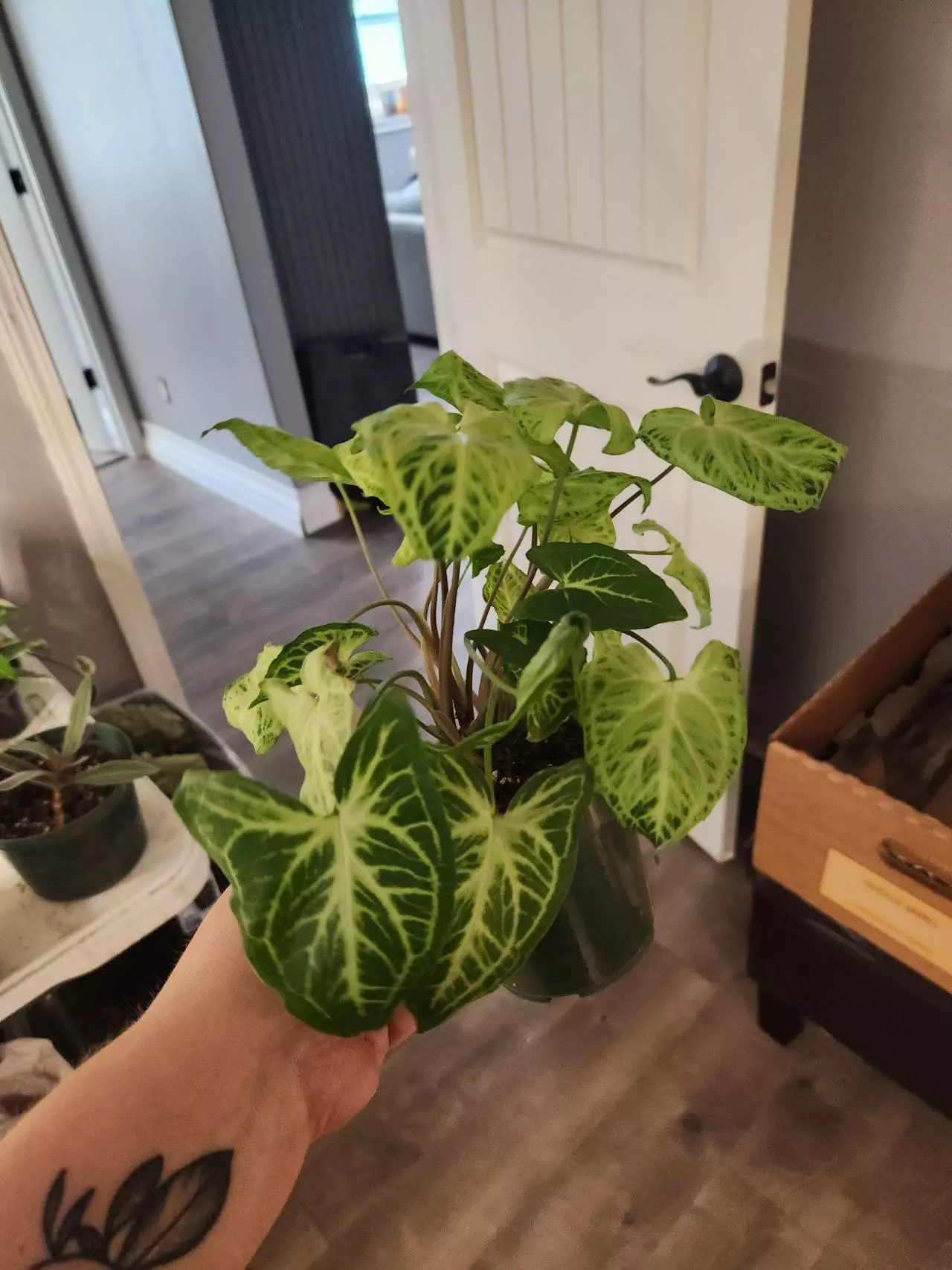 plant/Syngonium batik-0