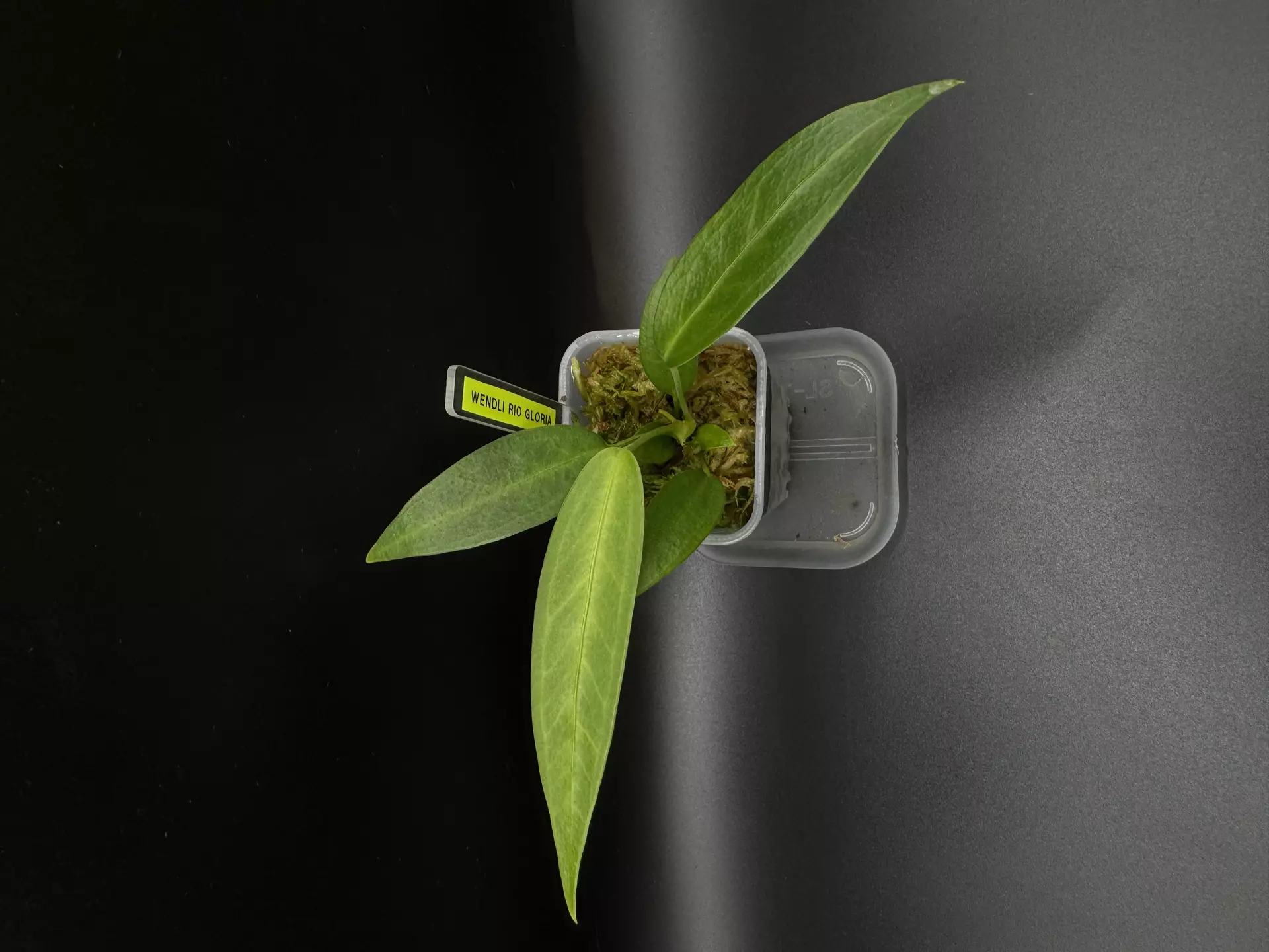 plant/WEN-2 Wendlingeri "Rio Gloria" from NSE Tropicals-0