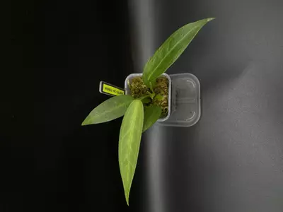 plant/WEN-2 Wendlingeri "Rio Gloria" from NSE Tropicals-0-thumbnail