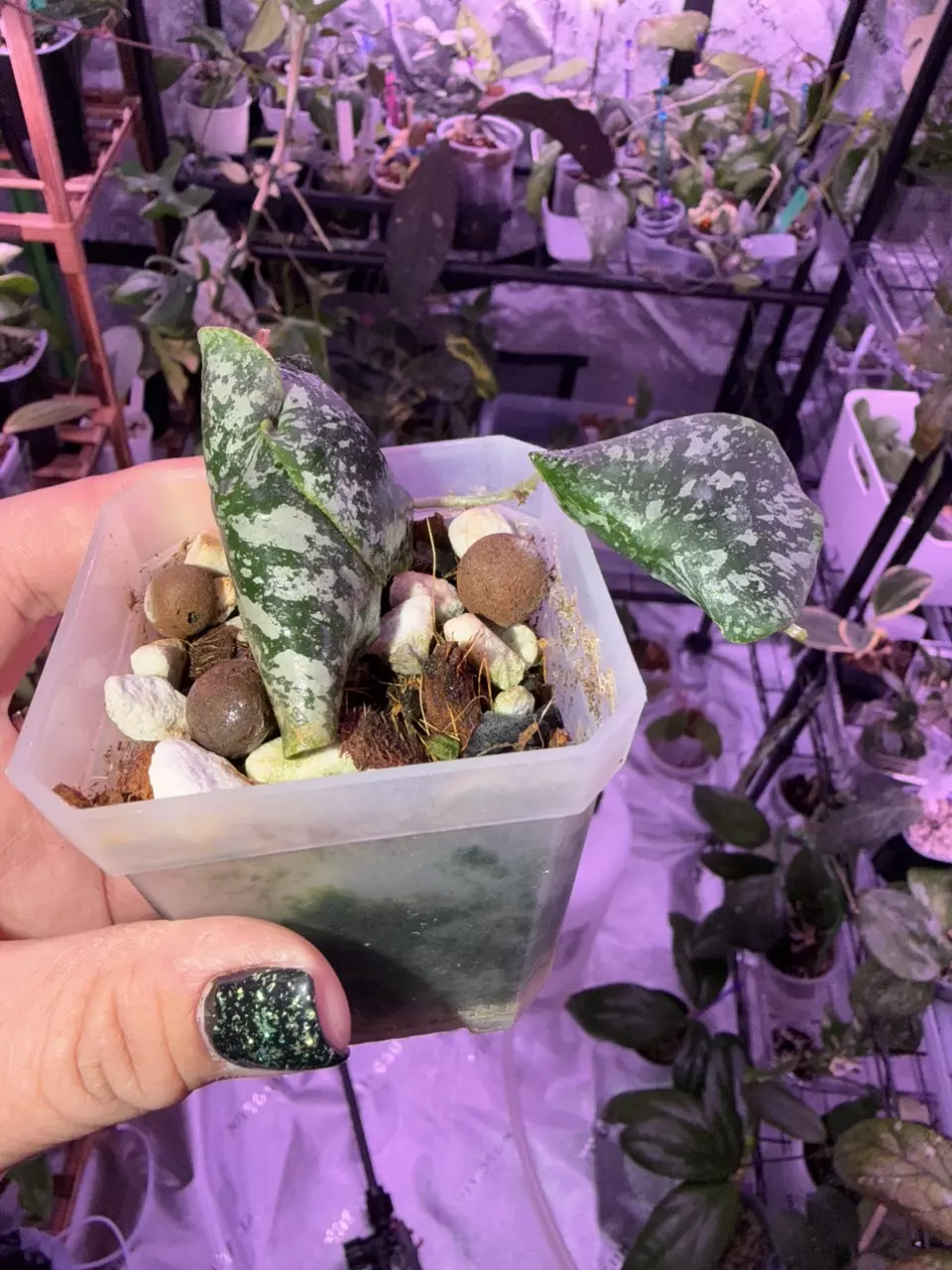 plant/Hoya Imbricata-0