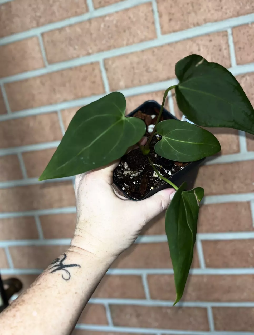 plant/Anthurium Gina Ayala-1