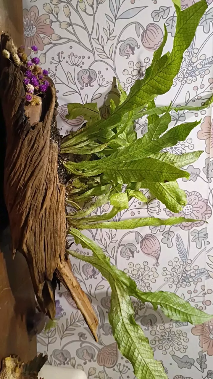 plant/Driftwood planter-1