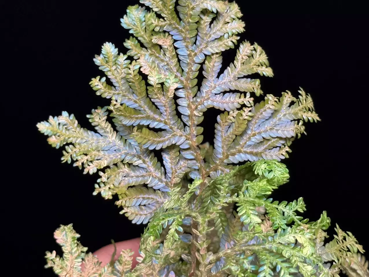 plant/Selaginella Willdenowii Variegated with stunning variegation and iridescent.-1