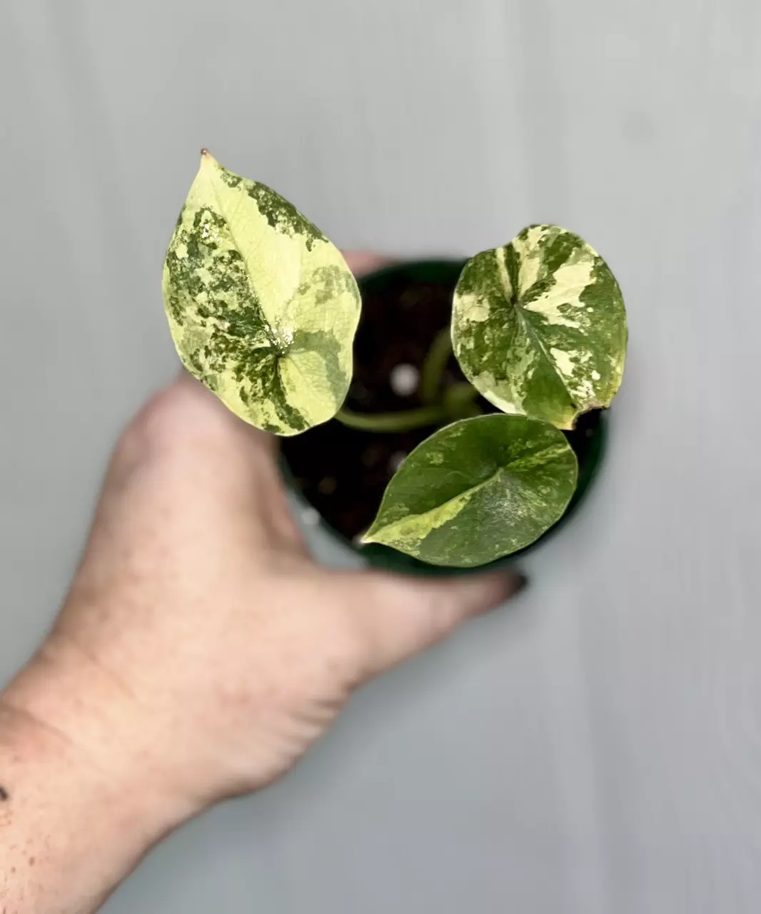 plant/Alocasia Scalprum Albo pup-3