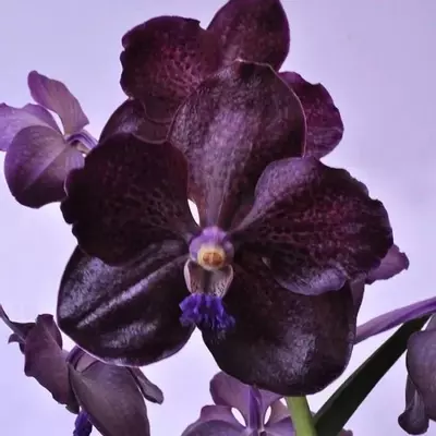 plant/Papilionanda Corneels Cilliers Midnight Serenade (Mimi Palmer hybrid)  orchid pl-3-thumbnail