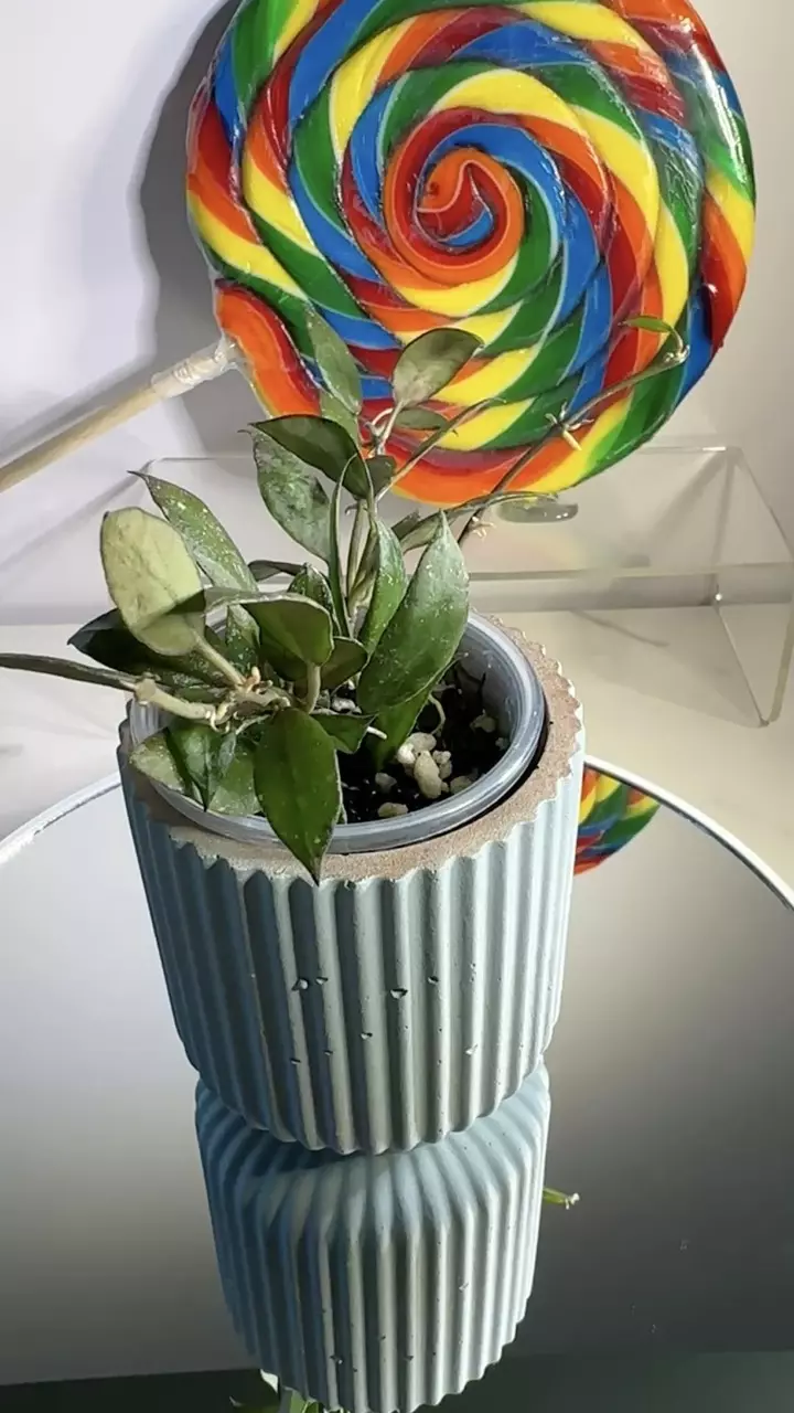 plant/Hoya Lacunosa Royal Flush-0