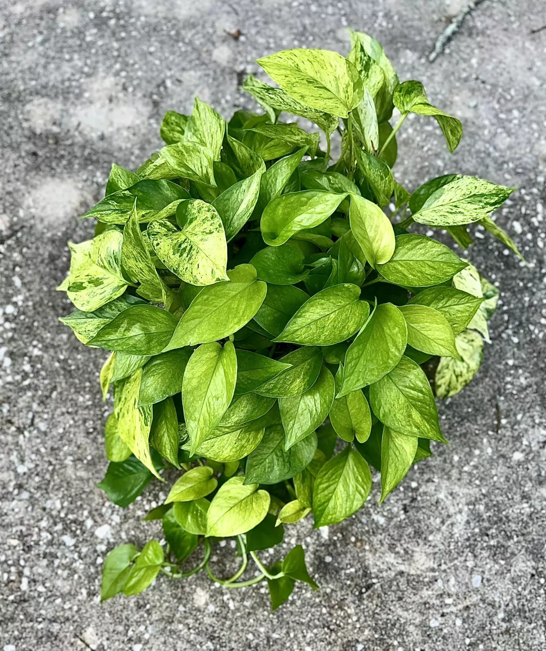 plant/Jessenia Pothos 8 inch basket-0