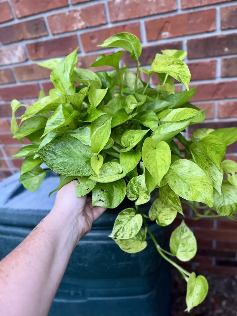 plant/Jessenia Pothos 8 inch basket-1