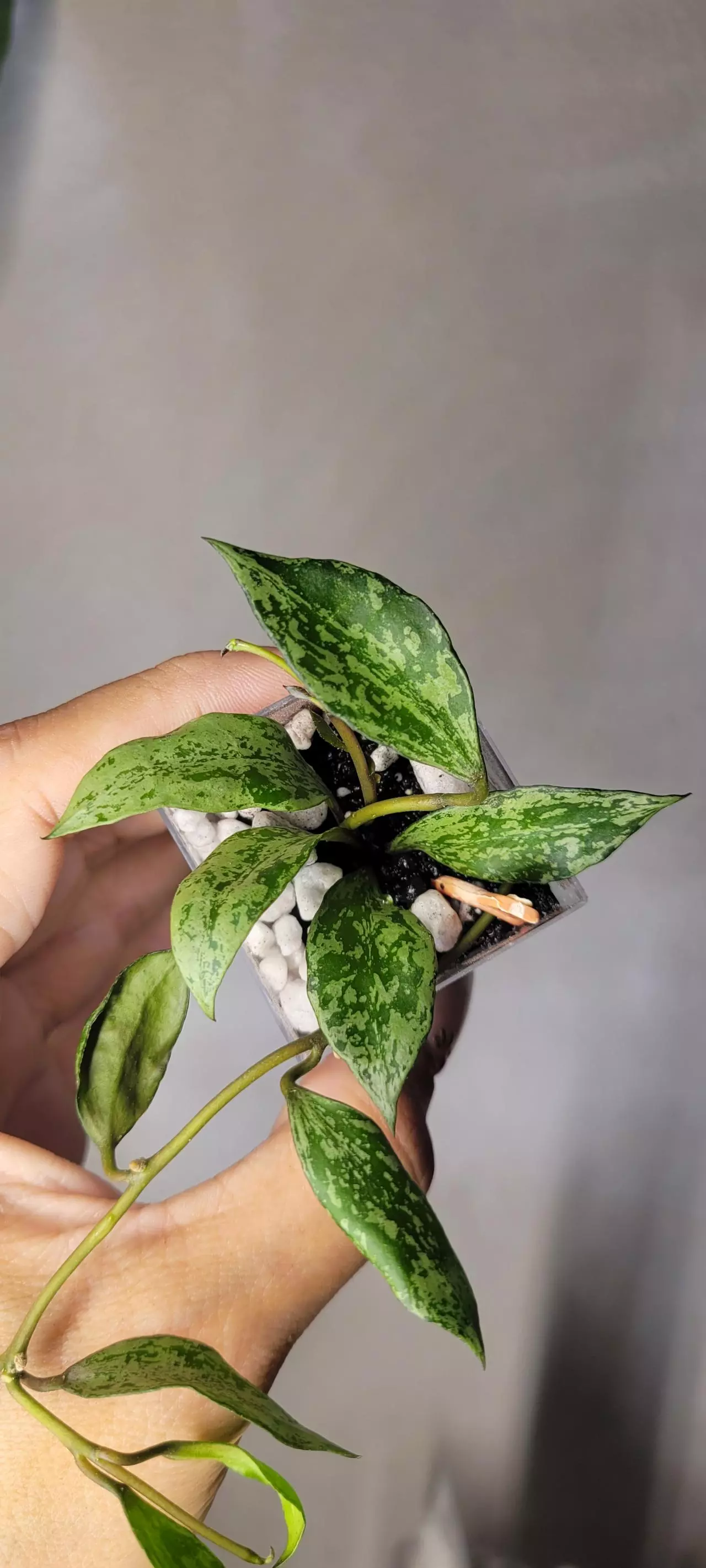 plant/Hoya 'Silver Lime' Lacunosa Unrooted-1