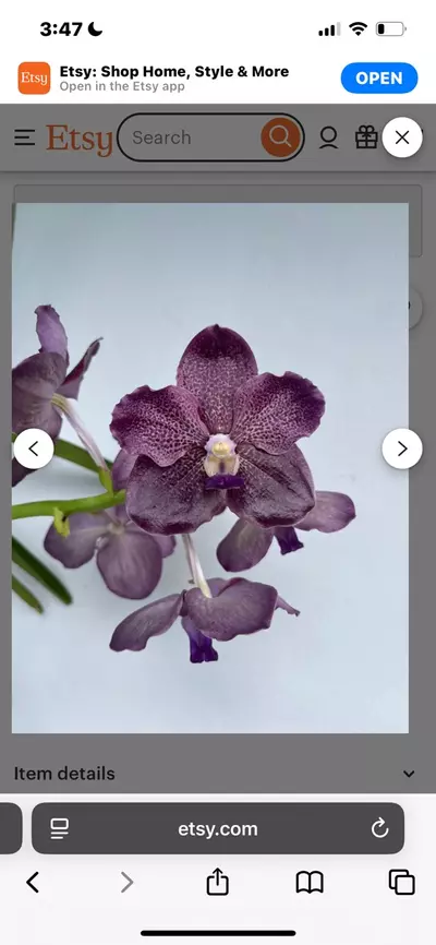 plant/Papilionanda Corneels Cilliers Midnight Serenade (Mimi Palmer hybrid)  orchid pl-6-thumbnail