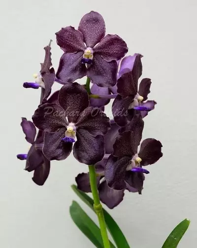 plant/Papilionanda Corneels Cilliers Midnight Serenade (Mimi Palmer hybrid)  orchid pl-5-thumbnail
