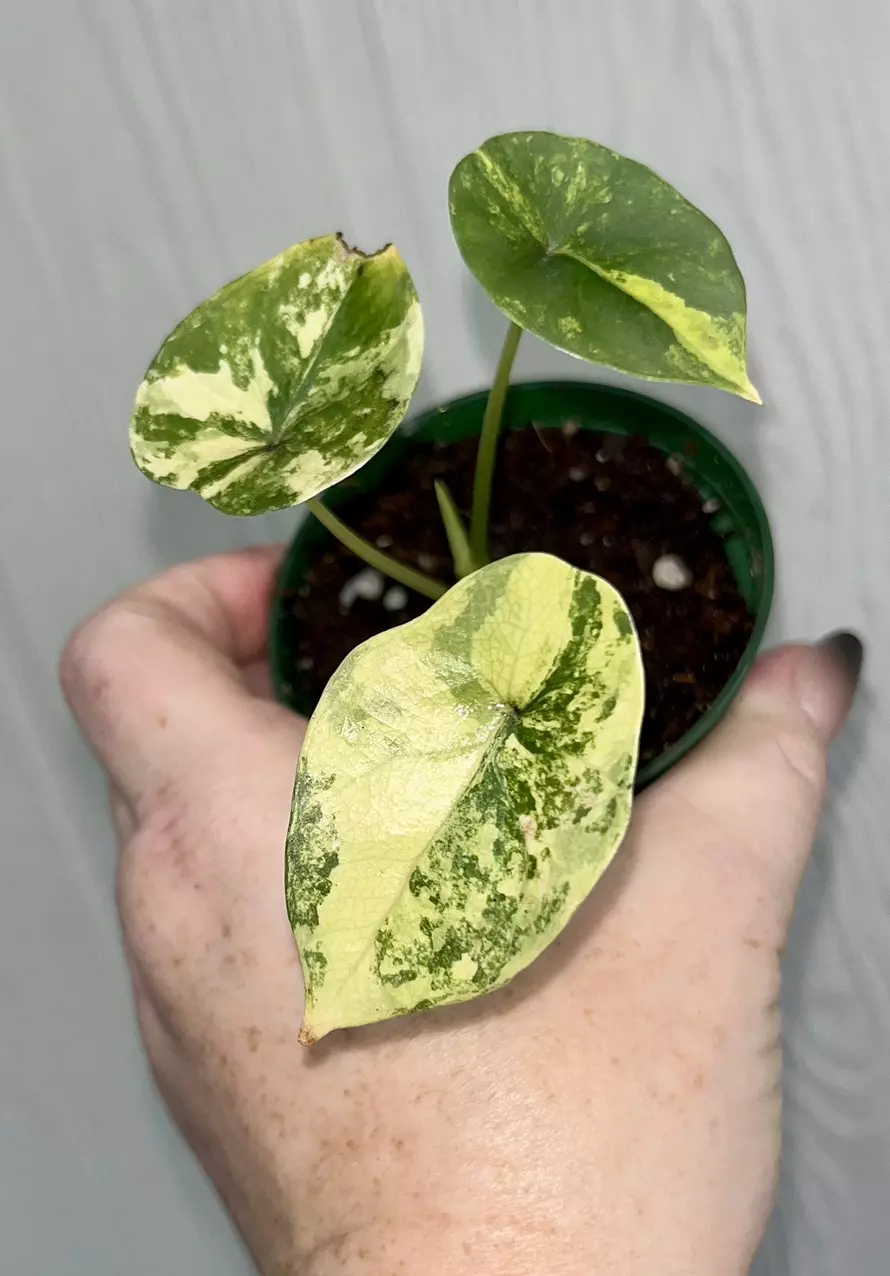plant/Alocasia Scalprum Albo pup-0