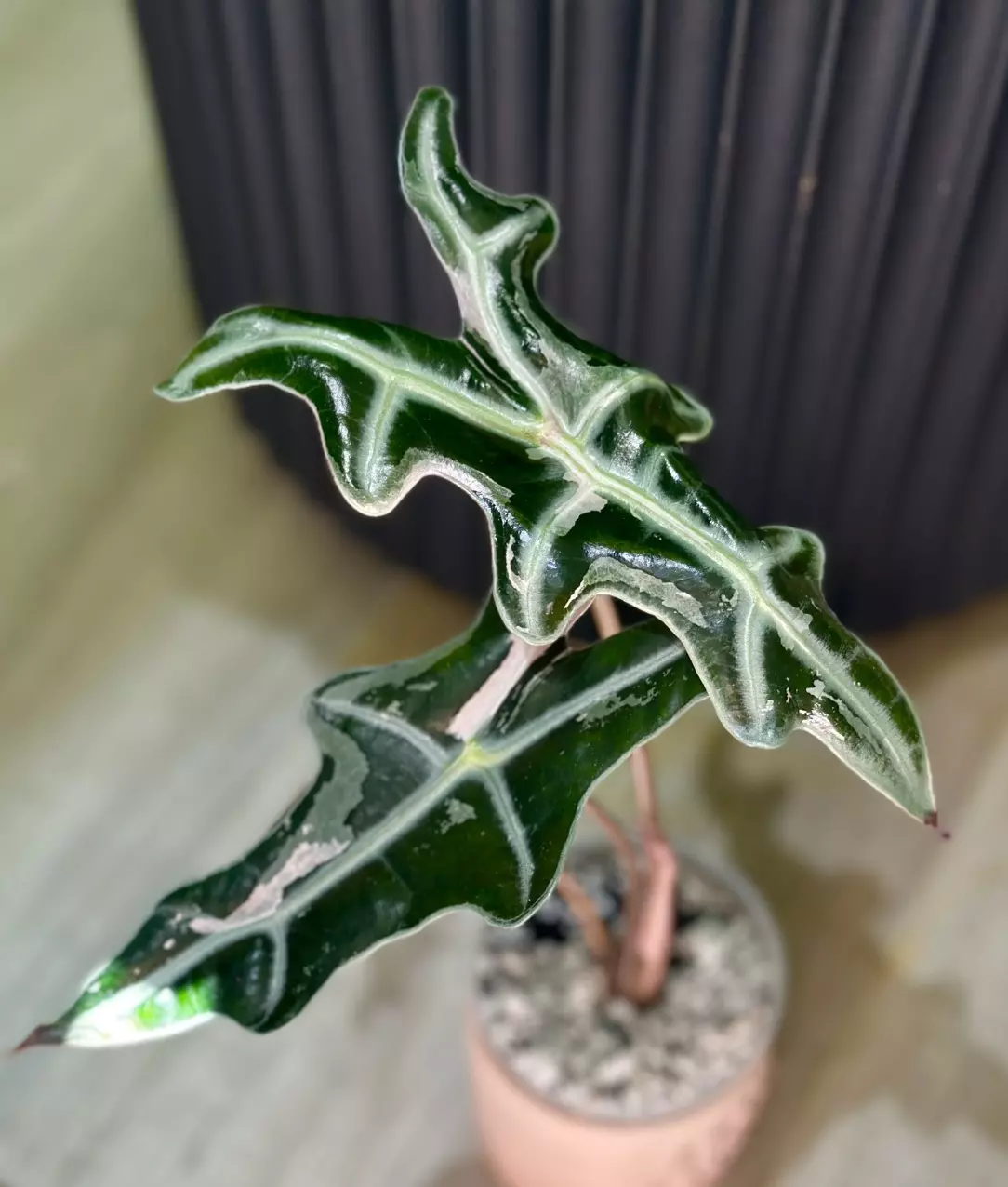 plant/Alocasia Pink Nobilis ‘K’ CORM-0