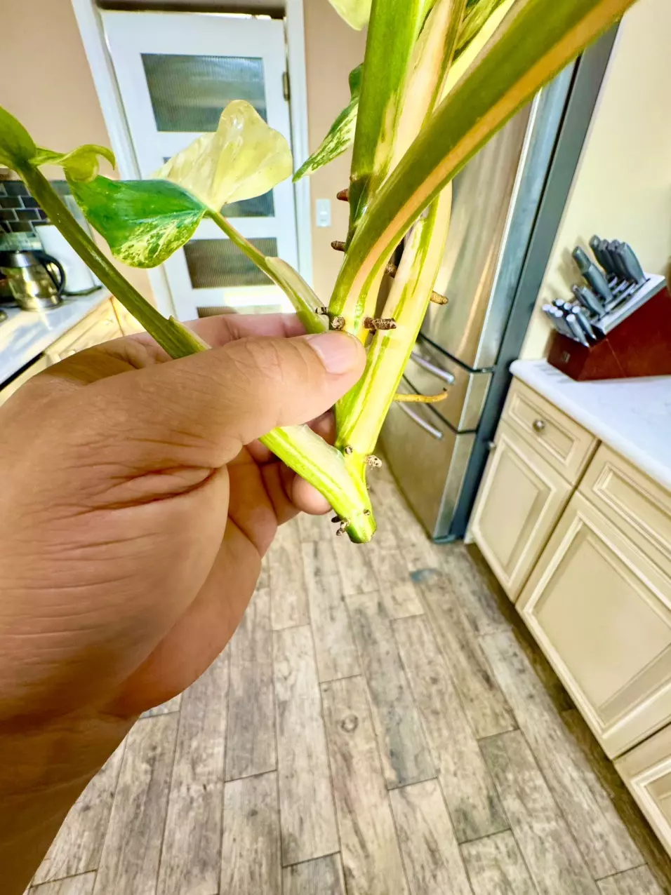 plant/Philodendron DOMESTICUM Variegata-6