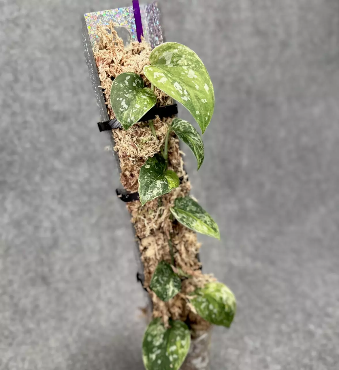 plant/Luxury Open-Front Acrylic (plexiglass) Moss Poles-1