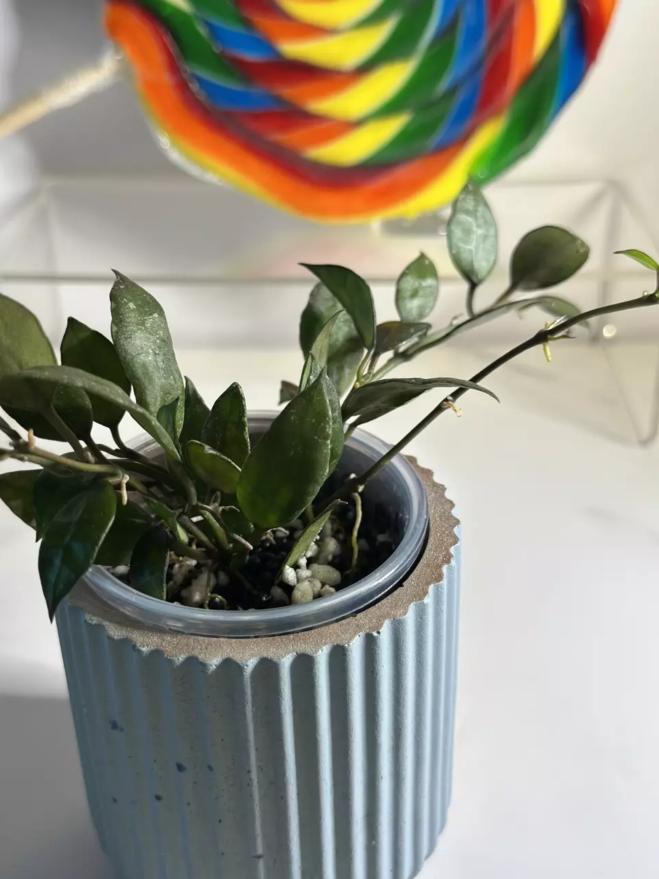 plant/Hoya Lacunosa Royal Flush-1