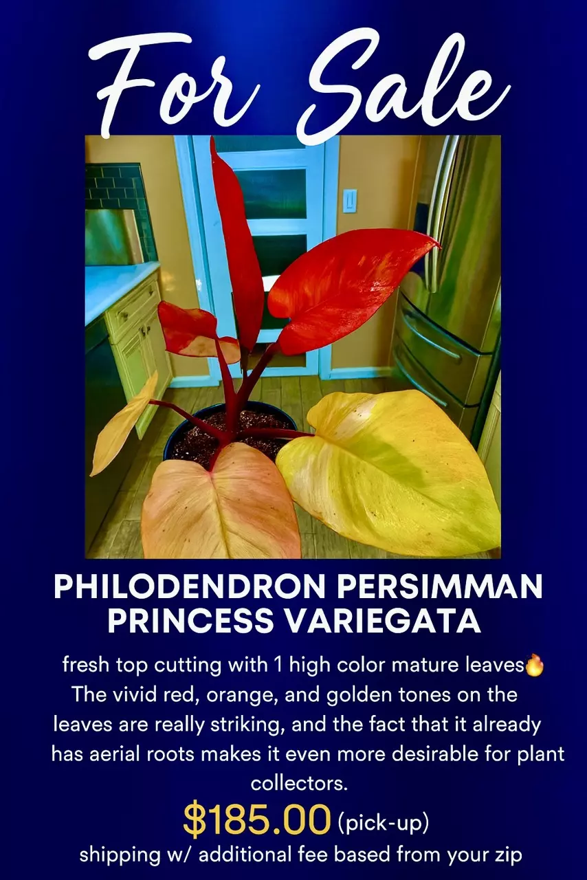 plant/Philodendron PERSIMMON PRINCESS-0