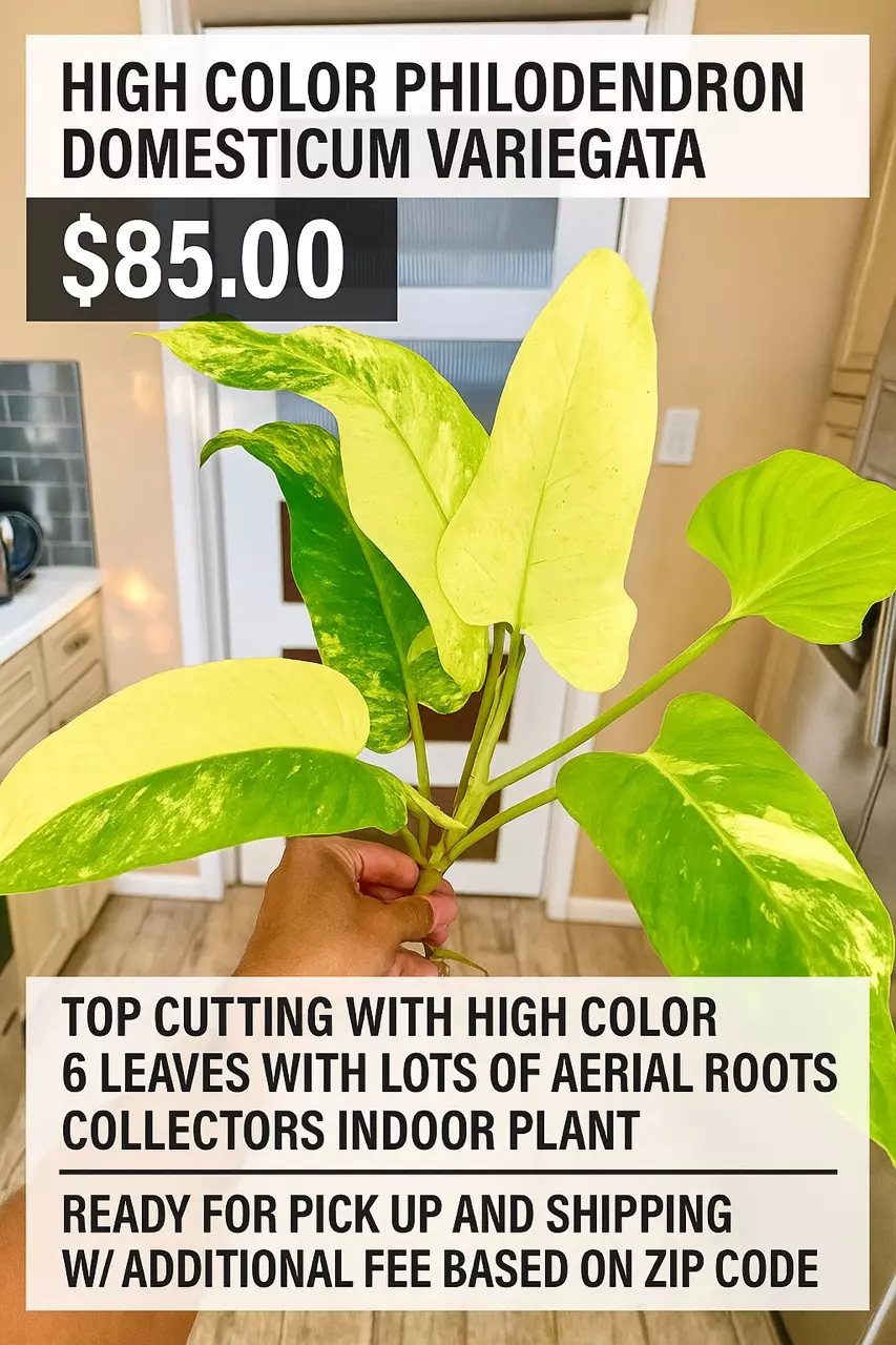 plant/Philodendron DOMESTICUM Variegata-0