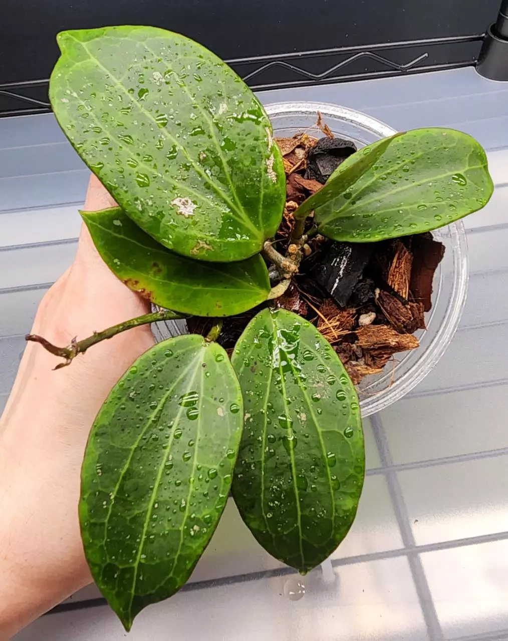 Hoya Genevieve-B