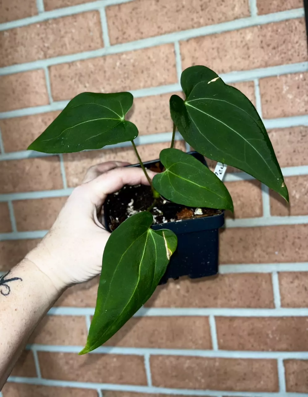 plant/Anthurium Gina Ayala-0