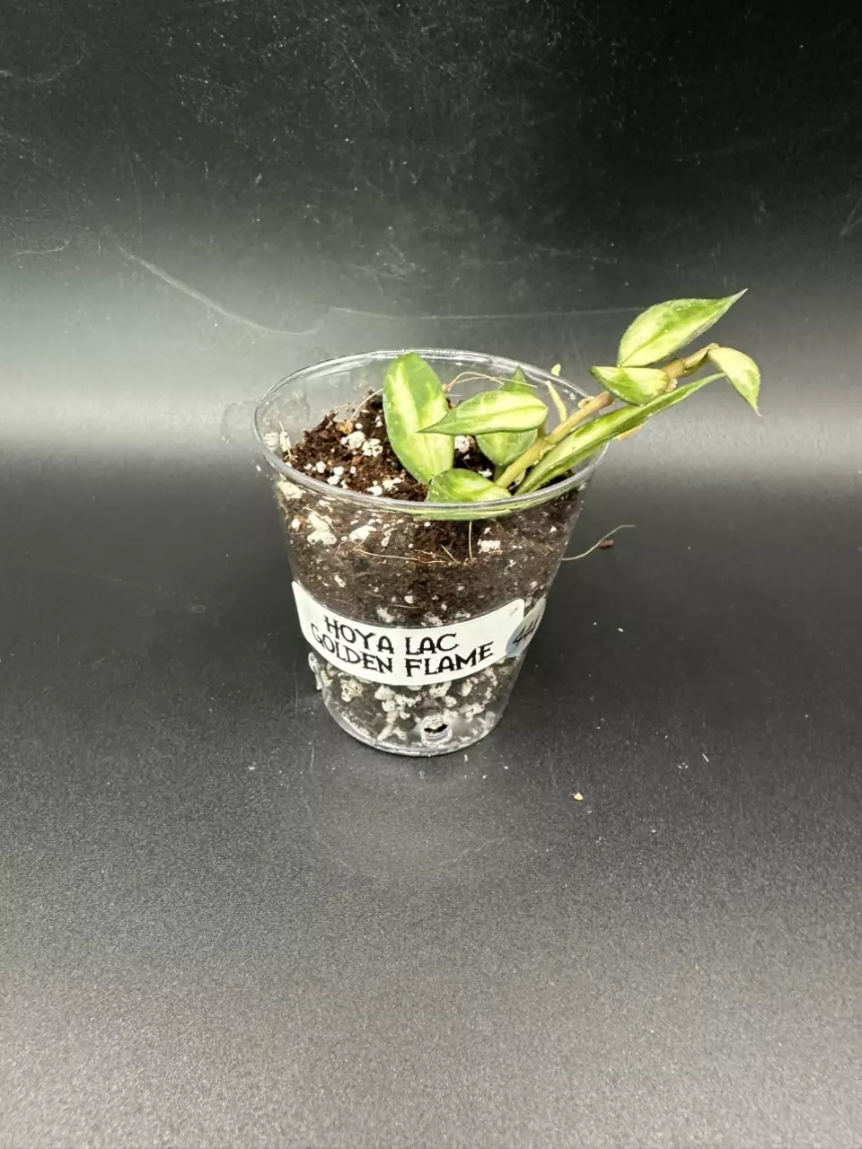 plant/Lacunosa Golden Flame # 444-1