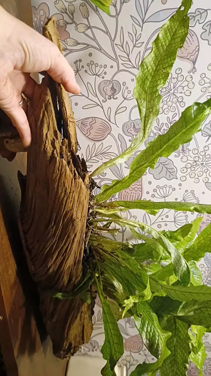 plant/Driftwood planter-0