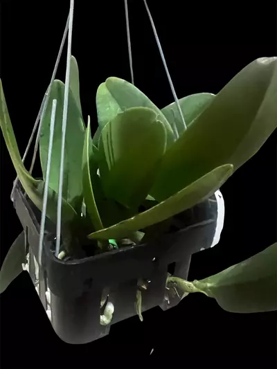 plant/cattleya da she cognac- orchid plant-5-thumbnail