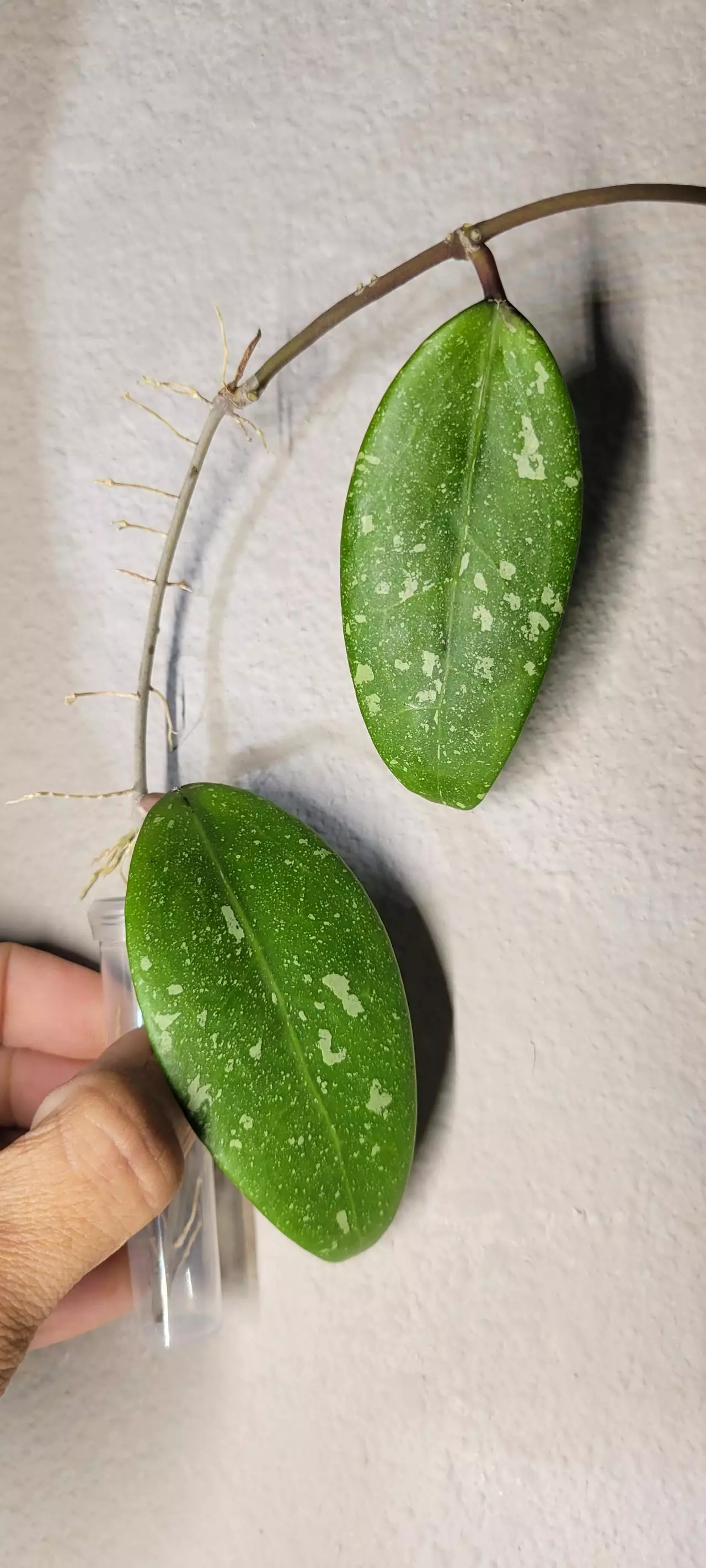 plant/Hoya sp. Vietnam Splash Unrooted-1