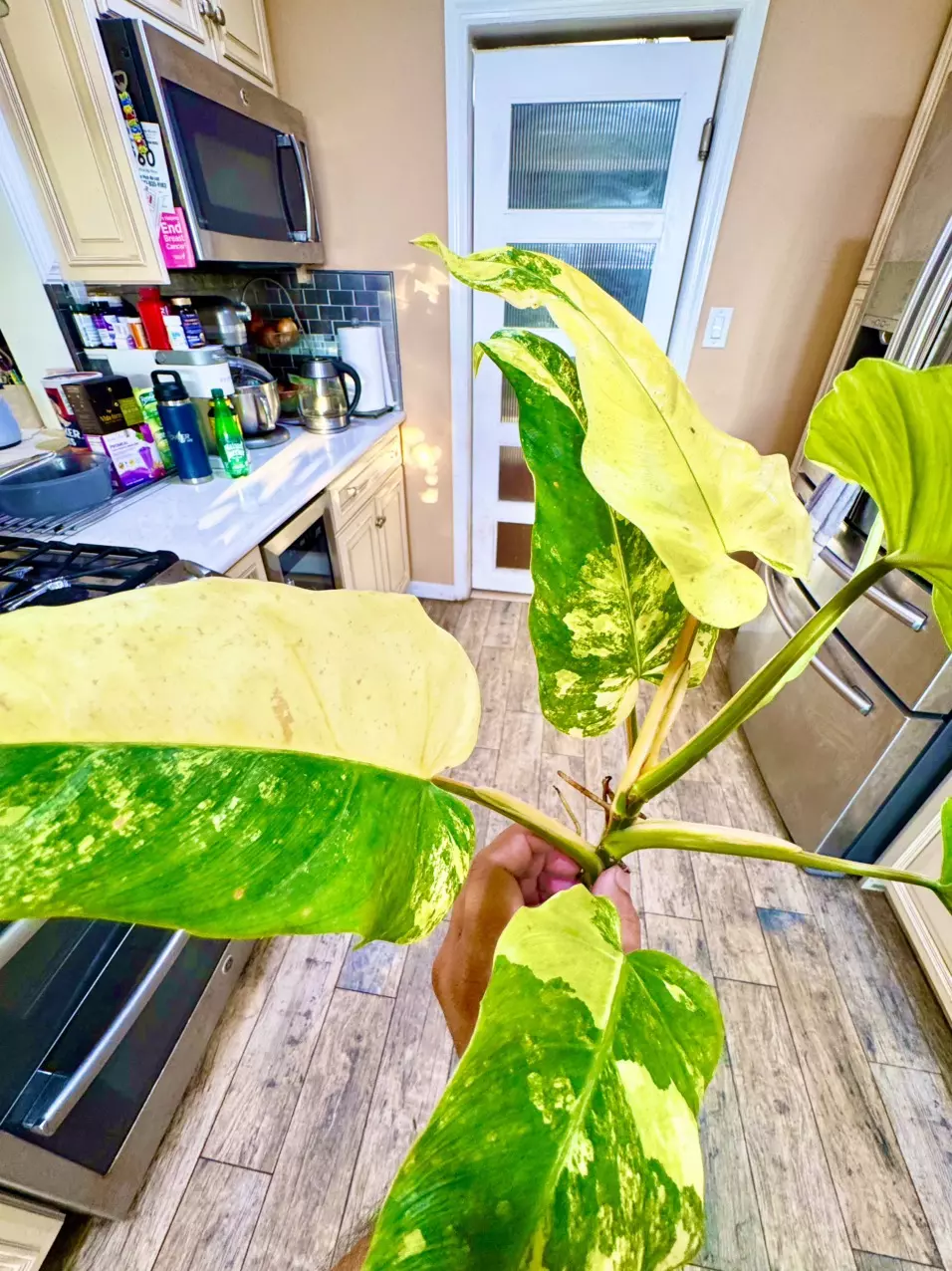 plant/Philodendron DOMESTICUM Variegata-1