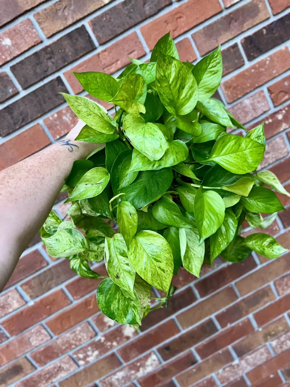 plant/Jessenia Pothos 8 inch hanging basket-0