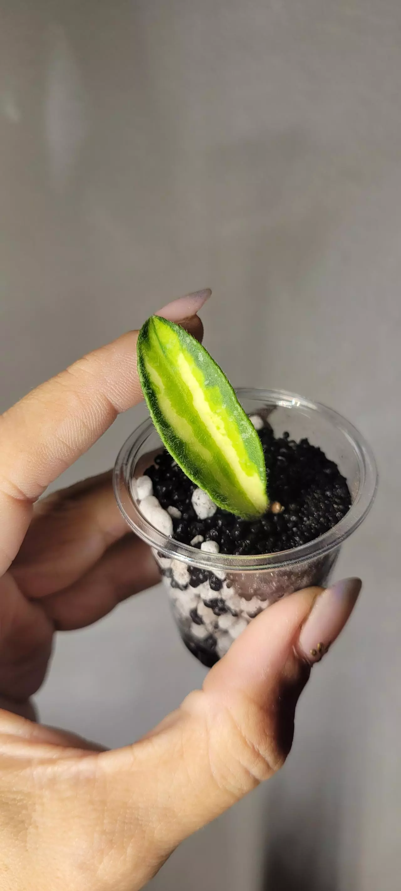 plant/Hoya Phuwuaensis Variegated Unrooted-0