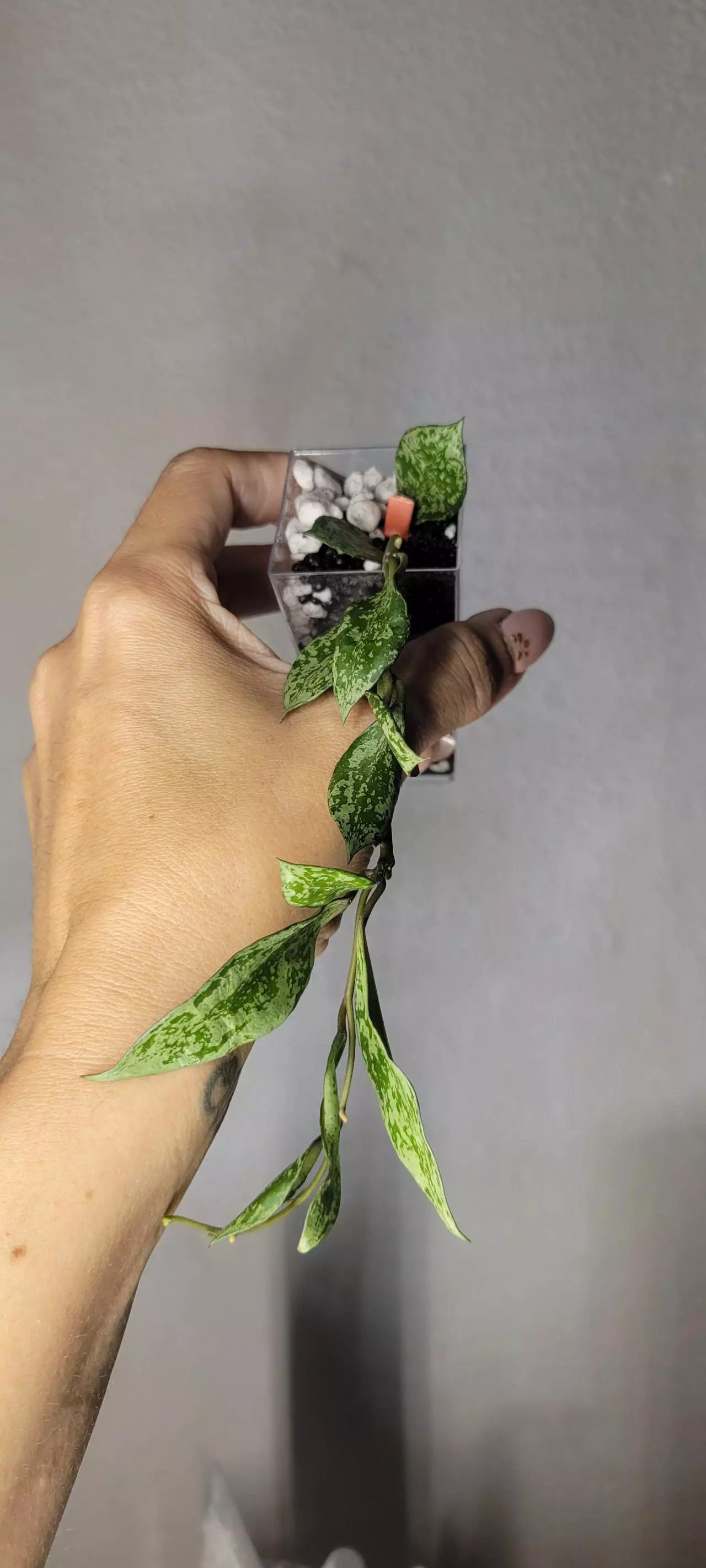 plant/Hoya 'Silver Lime' Lacunosa Unrooted-0