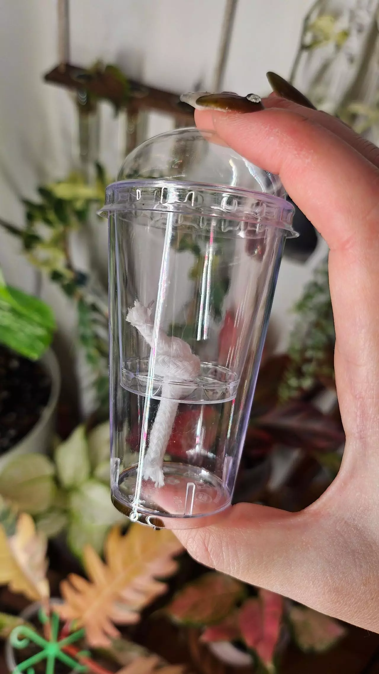 plant/6 self watering corm cups-0