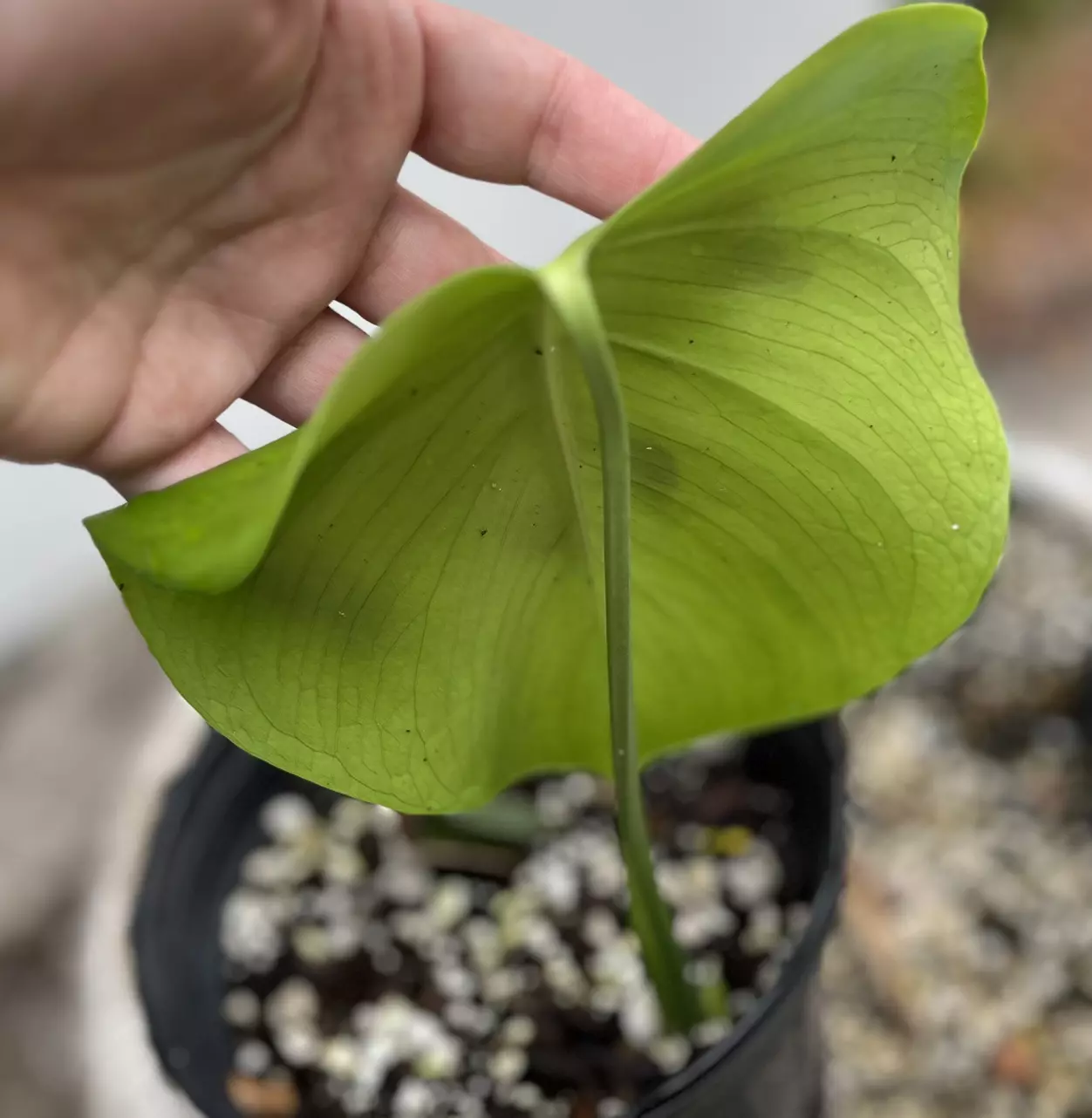 plant/Monstera Deliciousa Flat Top-2