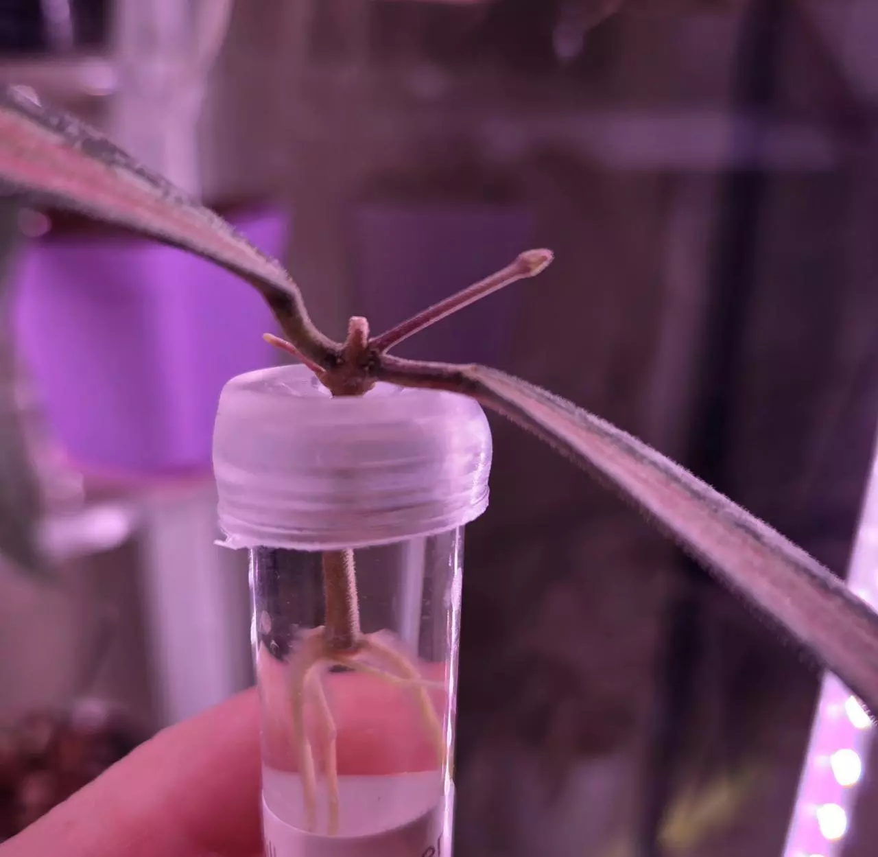 plant/Hoya Sigillatis Inner Variegated-1