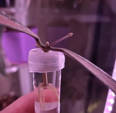 plant/Hoya Sigillatis Inner Variegated-1-thumbnail