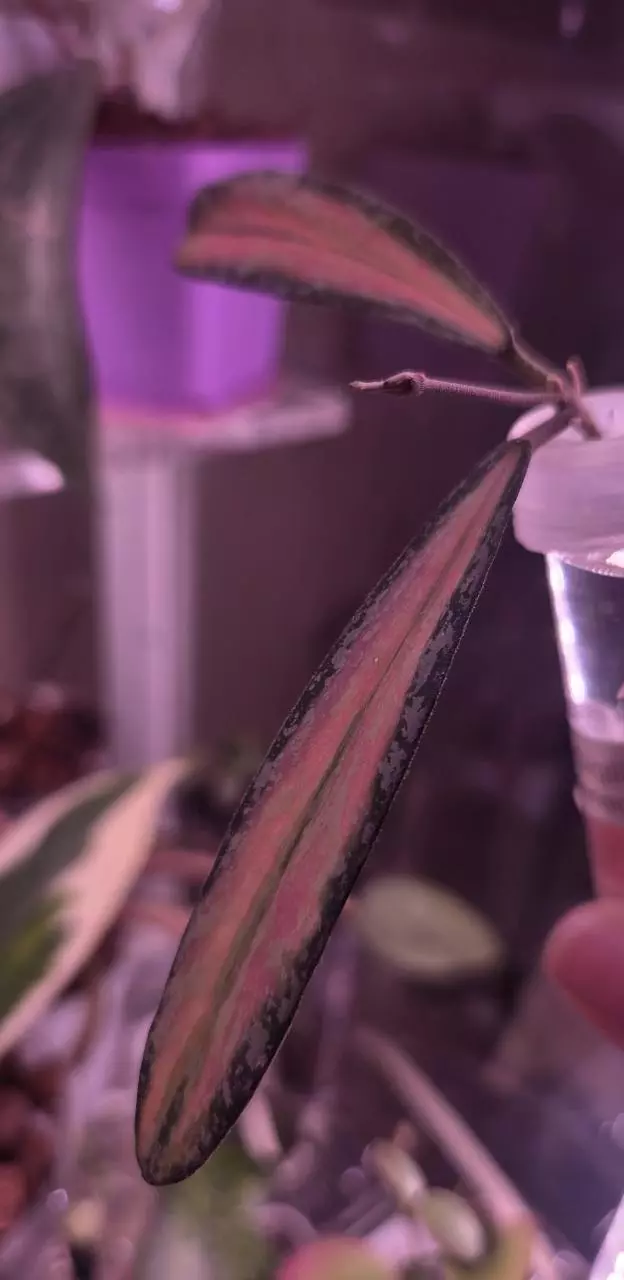 plant/Hoya Sigillatis Inner Variegated-3