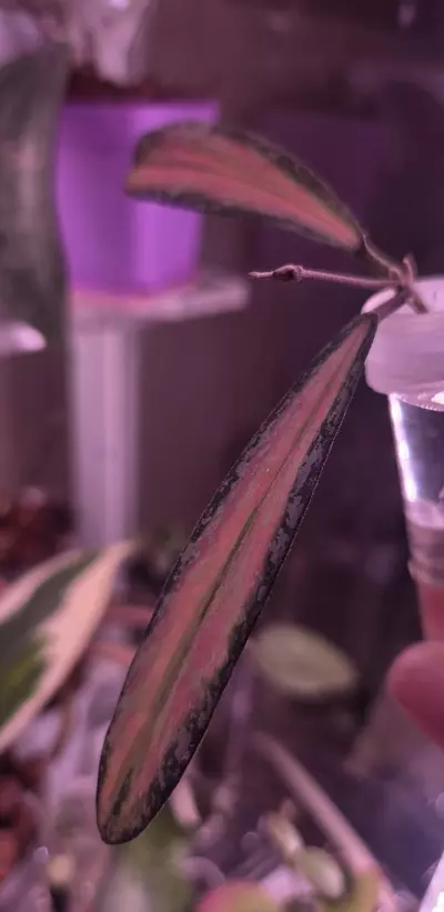 plant/Hoya Sigillatis Inner Variegated-3-thumbnail