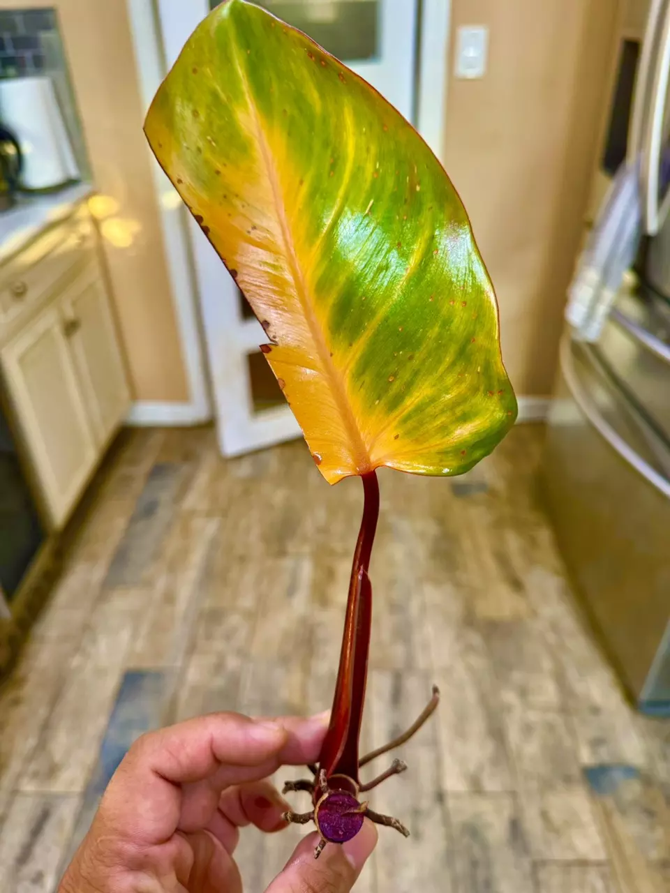 plant/Philodendron PERSIMMON PRINCESS-1