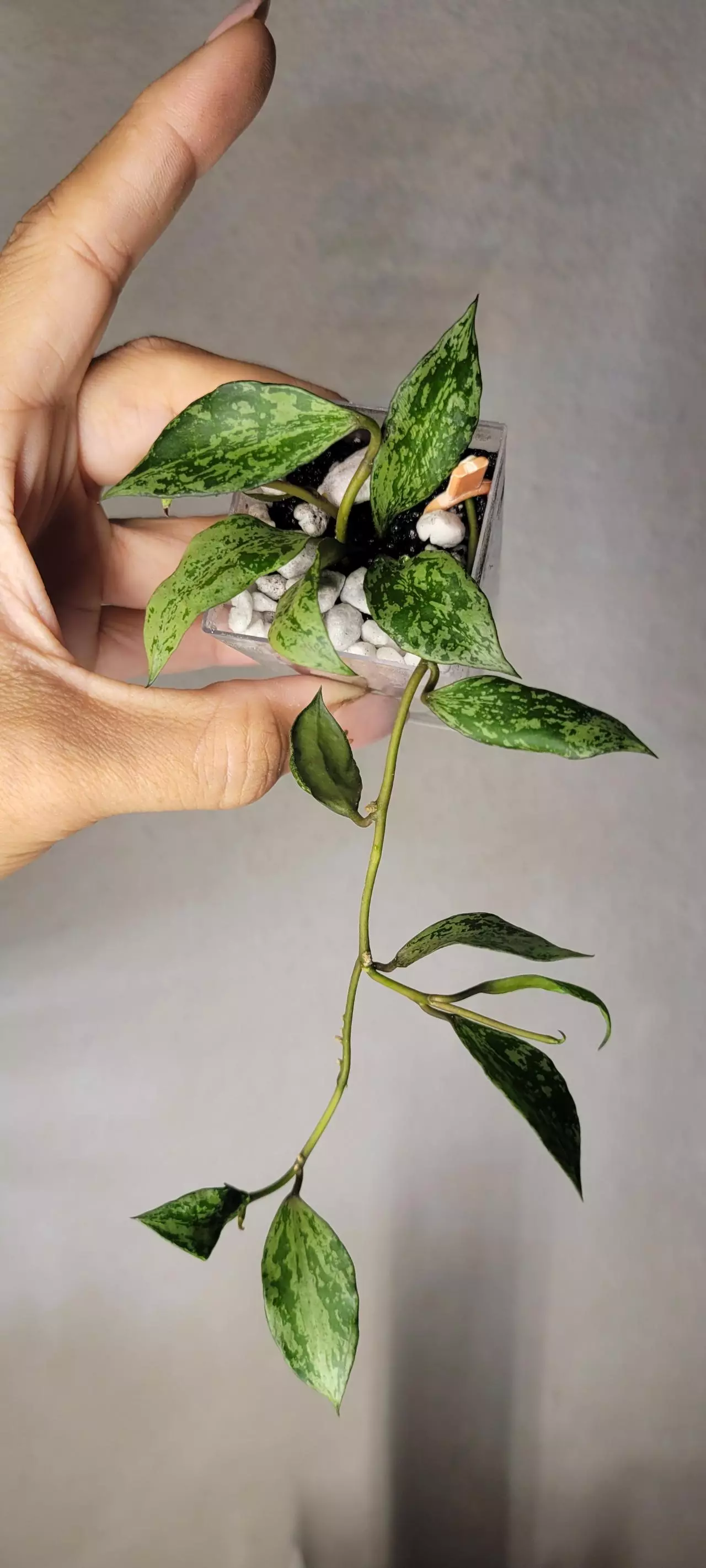 plant/Hoya 'Silver Lime' Lacunosa Unrooted-0